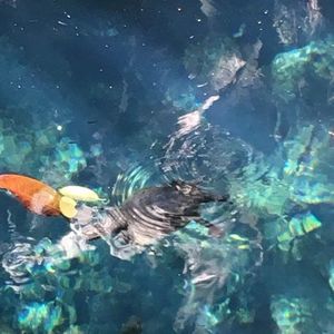 Meet your Posher, Cecilia